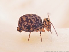Ptenothrix marmorata