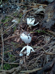 Geastrum