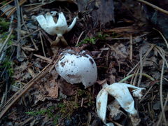 Geastrum