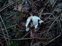 Geastrum