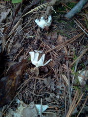 Geastrum