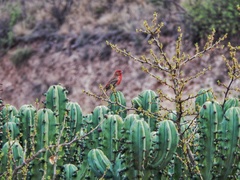 Haemorhous mexicanus