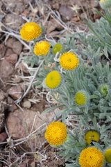 Erigeron aphanactis