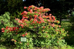 Rhododendron molle japonicum