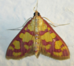 Stenochora lancinalis