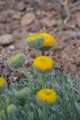 Erigeron aphanactis