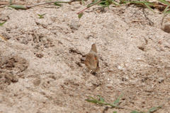 Junonia grisea