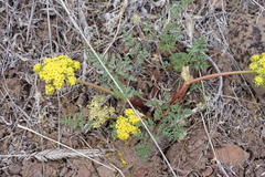Lomatium cous