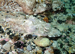 Thysanophrys cirronasus