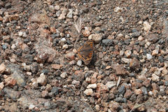 Junonia grisea