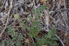 Lomatium cous
