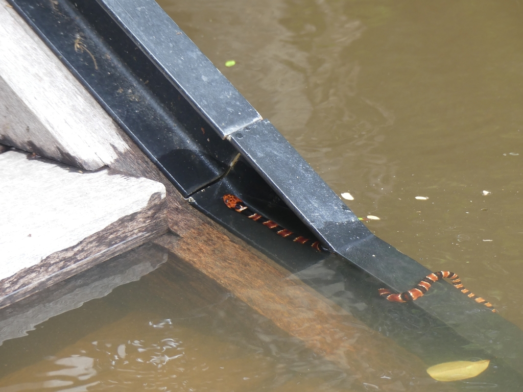 Herrmann's Water Snake