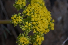 Lomatium cous