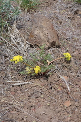 Lomatium cous