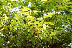 Lonicera maximowiczii
