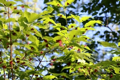 Lonicera maximowiczii