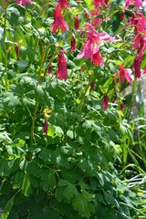 Aquilegia flabellata