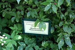 Lonicera maximowiczii