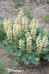 Lupinus prunophilus