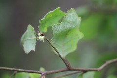Chorilaena quercifolia