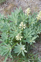 Lupinus prunophilus