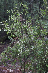 Chorilaena quercifolia