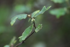 Chorilaena quercifolia