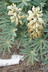 Lupinus prunophilus