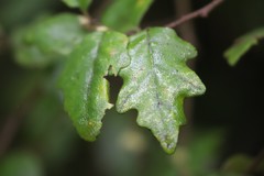 Chorilaena quercifolia