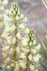 Lupinus prunophilus