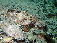 Thysanophrys cirronasus