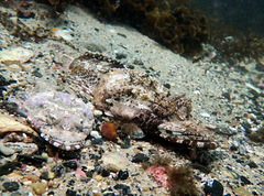 Thysanophrys cirronasus