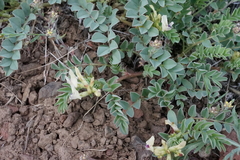 Astragalus lentiginosus chartaceus