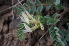 Astragalus lentiginosus chartaceus