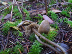 Myochromella boudieri