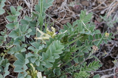 Astragalus lentiginosus chartaceus