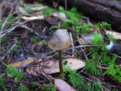 Myochromella boudieri