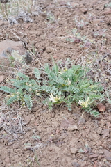Astragalus lentiginosus chartaceus