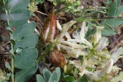 Astragalus lentiginosus chartaceus