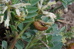 Astragalus lentiginosus chartaceus