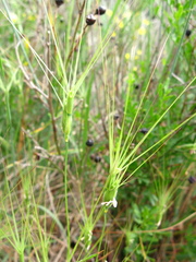 Aegilops biuncialis