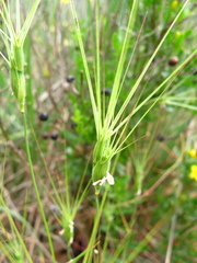 Aegilops biuncialis
