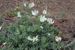 Lathyrus rigidus