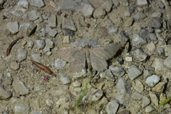 Philereme vetulata