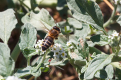 Apis mellifera iberiensis