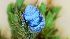 Vertigo rowellii