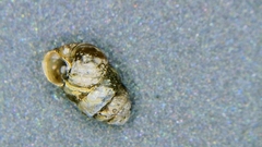 Vertigo rowellii