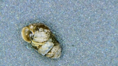 Vertigo rowellii