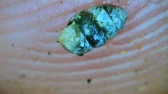 Vertigo rowellii