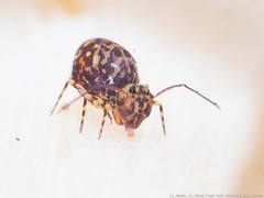 Ptenothrix marmorata